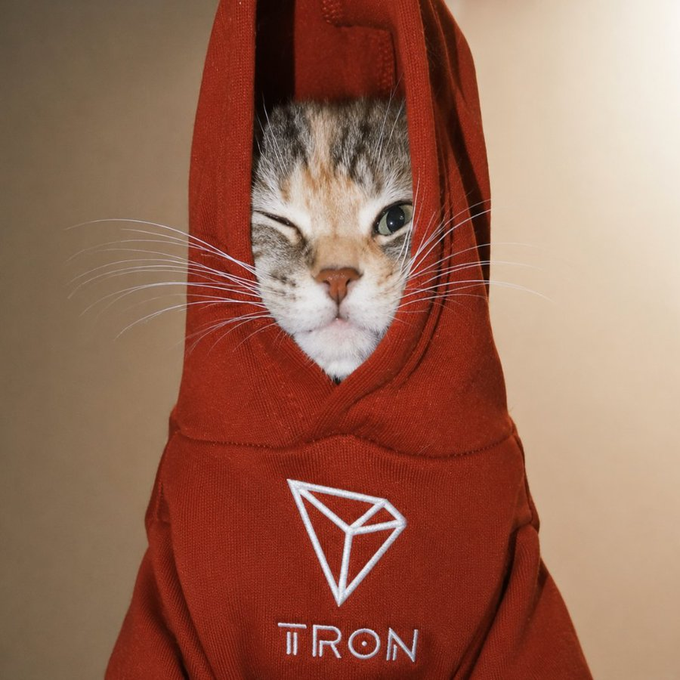 A calico cat peeks out from inside a red hoodie featuring the "TRON" logo and diamond emblem. The image ties into the post's "GM" (good morning) greeting, using the winking cat as a playful mascot for the message to "stay pawsitive and keep building on TRON."
