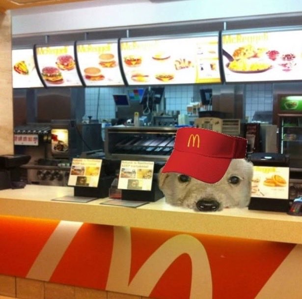 A fluffy white dog wears a red McDonald's visor hat while peeking over the counter of a McDonald's restaurant, with menu boards displaying burgers and McMuffins in the background.