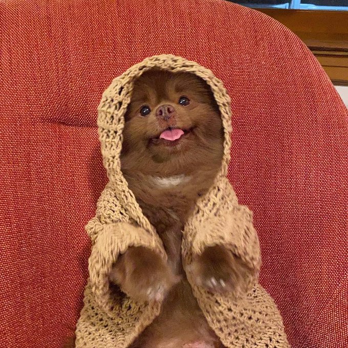The image features a Pomeranian dog wearing a sweater, sitting on top of an orange chair with its paws up in the air. The dog's eyes are closed, giving off a happy vibe as if posing for a photo. The background is blurred, but there appears to be a couch or red chair behind the dog.

The image also contains text that reads: "things that exist because of a Pomeranian: An AI platform A staking protocol Shelter donations worldwide An NFT collection Plushies in a factory Smart tags being engineered This tweet You reading this tweet Bertram' s impact is honestly terrifying at this". The dog's position on the chair and its eyes closed give off a sense of contentment, while the text adds an interesting layer to the scene.