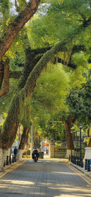 A lone motorcyclist rides down a tree-lined pathway draped in lush green vines, with no visible text or signage in the scene. The image's quiet, forward-moving journey through an overgrown, shadowed avenue mirrors the post's reflective tone about perseverance and building strength during quiet, unseen work before incentives materialize.