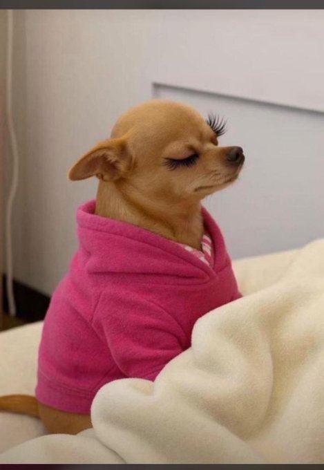 A small tan Chihuahua wearing a pink hoodie and false eyelashes sits with its eyes closed against a white blanket.