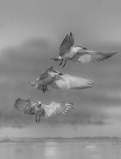 A black and white photograph capturing three white birds in mid-flight with wings spread, descending in formation against a blurred, muted sky.