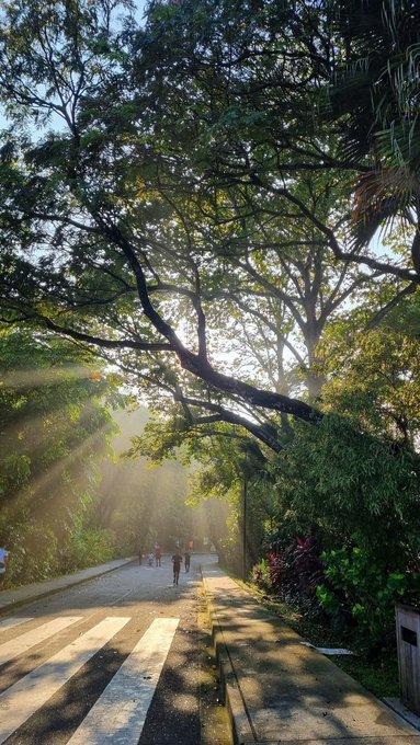 A scenic view of a tree-lined road with sunlight streaming through the canopy, illuminating joggers on a crosswalk below.