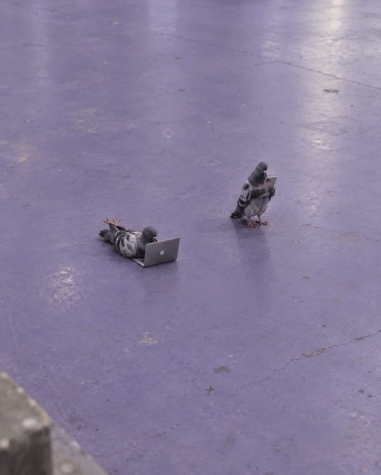 Two pigeons on a purple surface, with one standing and holding a small laptop and another lying on its back using an open Apple laptop.