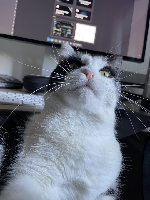 A close-up of a black and white cat looking upward, with a computer monitor displaying multiple windows in the background.