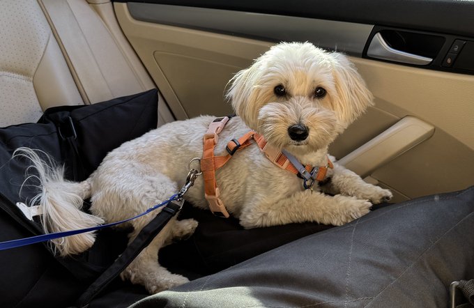 A fluffy cream-colored dog wearing an orange harness sits calmly in the back seat of a car on a protective seat cover, secured by a leash. The caption "Base Dog $VIBE is doxxed btw" humorously treats this cute pup as the real-world reveal of the meme coin's mascot, essentially "exposing" the dog's identity behind the token.