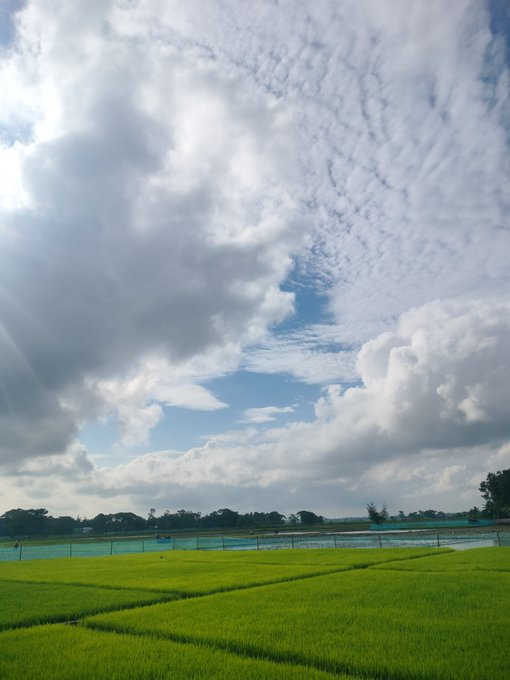 A scenic landscape photograph showing bright green rice paddy fields stretching toward the horizon under a dramatic sky filled with scattered clouds and sunlight.