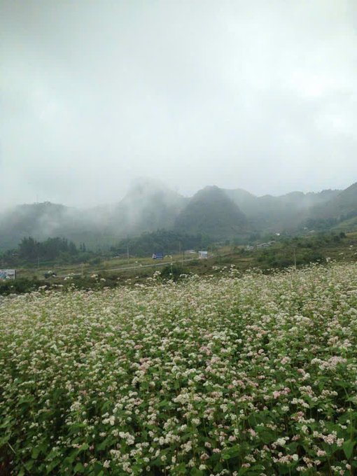 A misty landscape photograph featuring a field of small pink and white flowers in the foreground with fog-covered green mountains and a cloudy sky in the background.