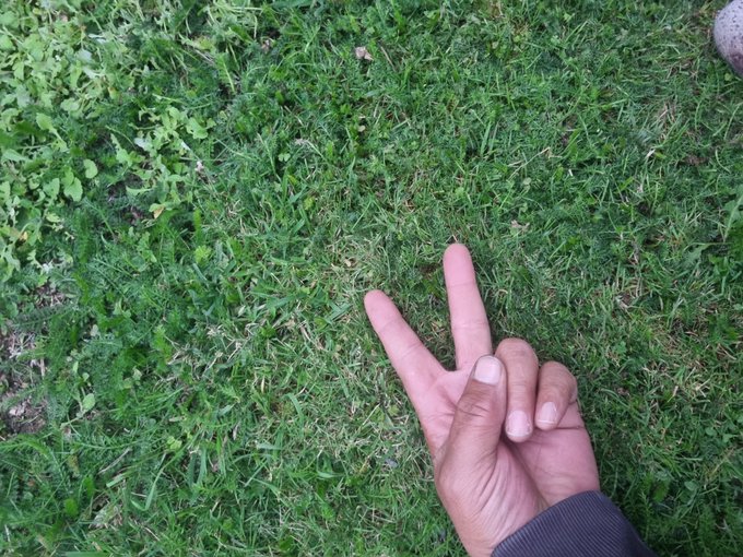 A hand making a peace sign over a patch of green grass and clover.
