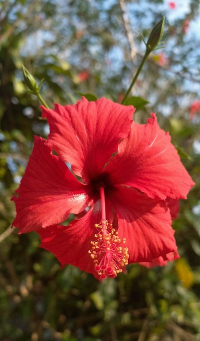 A close-up photograph of a vibrant red hibiscus flower with a long protruding stamen, photographed outdoors against a blurred green background.