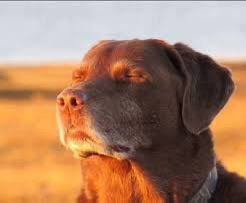 A close-up of a brown Labrador-looking dog in profile, lit by warm golden-hour sunlight against a blurred outdoor background.