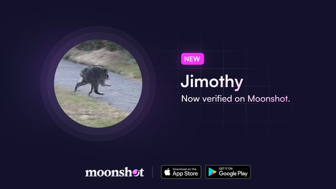 A promotional graphic for Moonshot featuring a raccoon in a circular frame, with a "NEW" badge and text reading "Jimothy - Now verified on Moonshot," alongside App Store and Google Play download buttons, matching the post's announcement of Jimothy The Raccoon ($Jimothy) being verified on the platform.