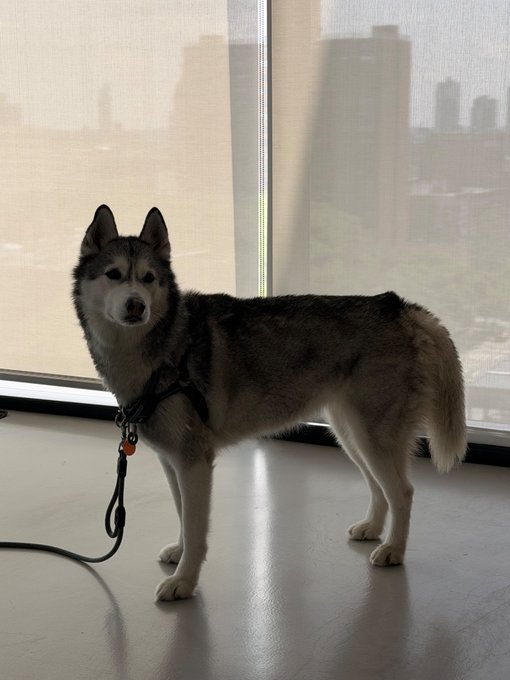 A Siberian Husky stands leashed on a polished floor in front of a large window with a city skyline in the background. The image playfully pairs the wolf-like appearance of the dog with the "Wolf of Wall Street ? Wolf of Solana!" caption, humorously rebranding the iconic film title for the crypto world.