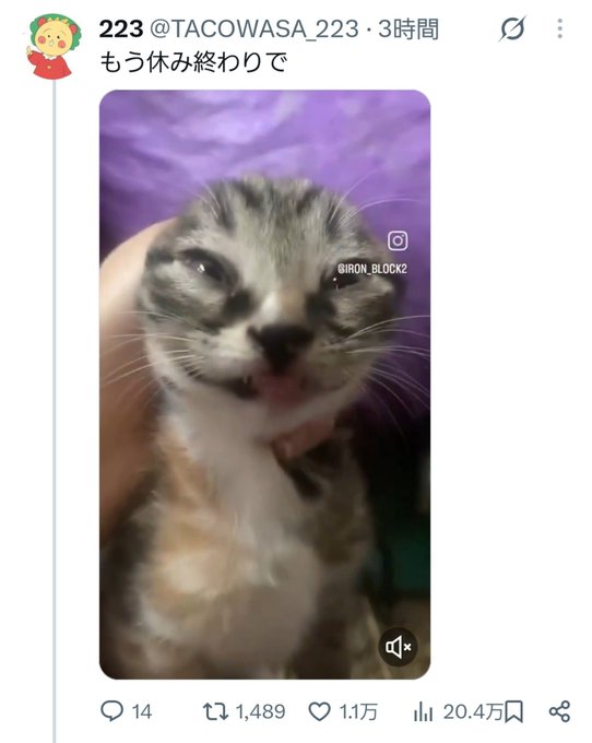 A screenshot of an X (formerly Twitter) post from user @TACOWASA_223 reads 'もう休み終わりで' (meaning 'Already, the break is over') above a video of a cute, wide-eyed tabby kitten being held.