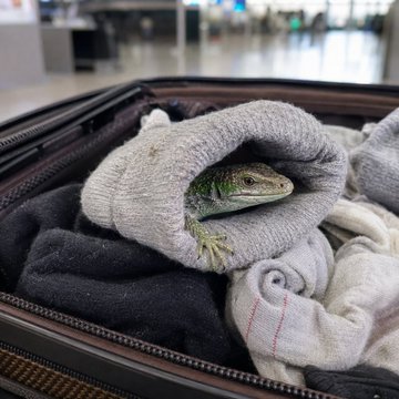 A small green lizard rests nestled in a gray sock inside an open suitcase at what appears to be an airport, humorously referenced as "Lizards as an asset is the new crypto" — suggesting this unexpected travel companion is valued as a prized possession or unique investment.