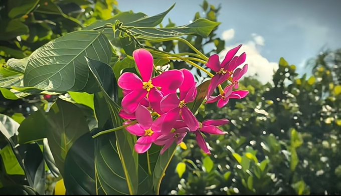 A close-up photograph of vibrant pink flowers with yellow centers blooming among lush green leaves against a blue sky background.