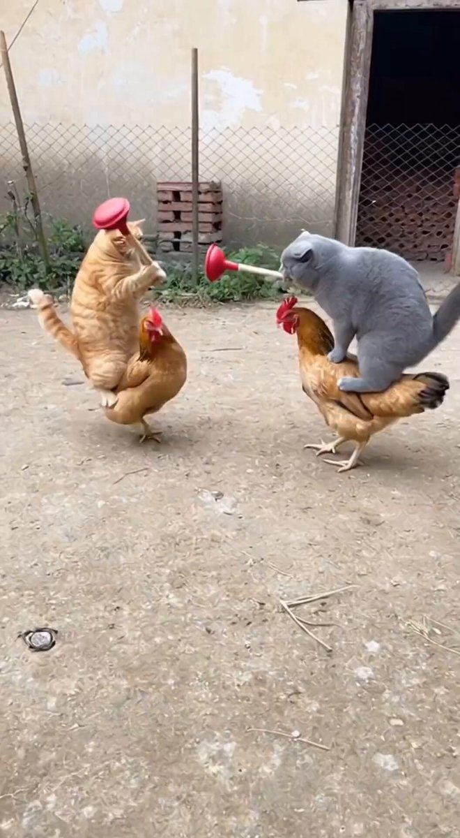 The image features two chickens standing on top of each other with one chicken wearing a red hat while the other has a blue hat. A cat is also present in the scene, sitting on the gray chicken that is wearing a red hat. The background includes a fence and a building, suggesting an outdoor setting like a farm or yard.