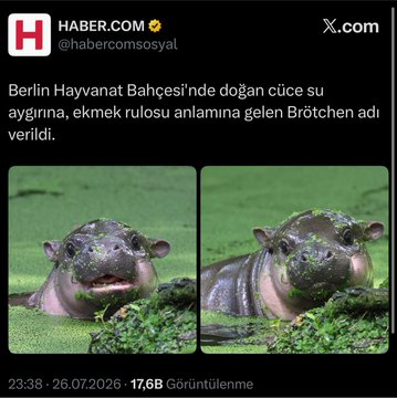 The image is a Turkish-language tweet from HABER.COM (@habercomsoyal) featuring two close-up photos of a hippopotamus partially submerged in green water, with text describing a baby hippo named "Brötschen" born at Berlin Zoo. The accompanying post frames this content as a promotional "dump" campaign aimed at followers and the global crypto crowd, with no direct relevance between the hippo news and the unrelated mcap commentary.