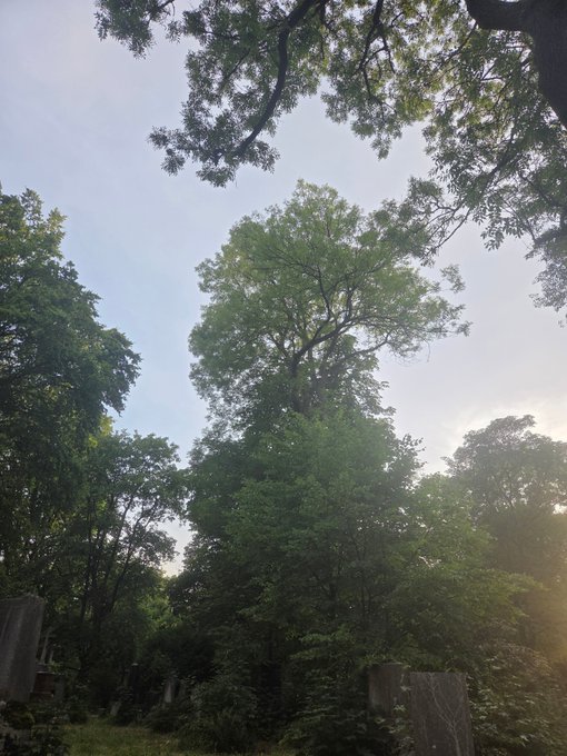 A view looking up at tall green trees against a pale sky, with what appears to be a stone marker in the lower left.