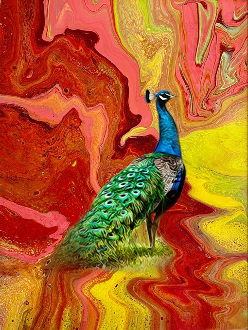 The image features a peacock standing on one leg with its head tilted upwards. The background of the image has a gradient of colors, transitioning from red at the top to yellow at the bottom. The peacock's position against this colorful backdrop creates an interesting visual effect that draws attention to it as the main subject in the picture.