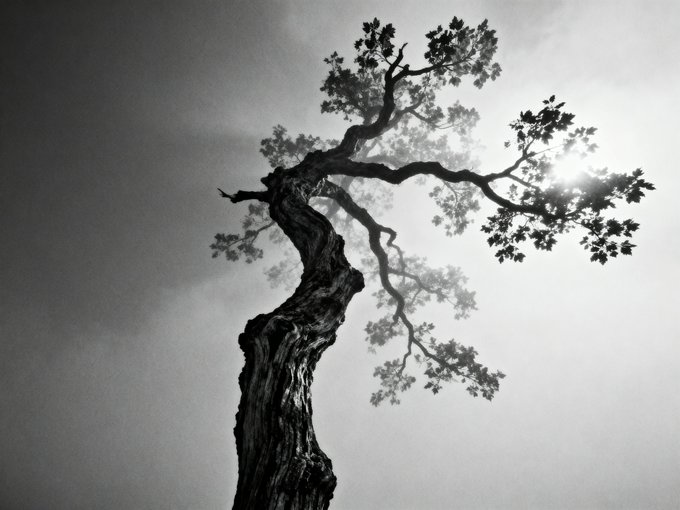A black-and-white, low-angle photograph of a twisted, gnarled tree with sparse leaves silhouetted against a bright, cloudy sky.