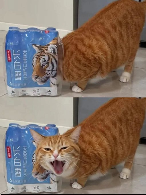 An orange tabby cat is pictured next to a blue case of bottled water labeled "长白山雪山矿泉水" (Changbai Mountain Snow Mountain Mineral Water), with 30-60 per case, first appearing to curiously sniff the packaging before turning toward the camera with its mouth wide open in a meow—evoking the "gm Sen" (good morning, Sen) greeting with its vocal "good morning" energy.