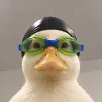 A white duck wearing green swimming goggles and a black swim cap.