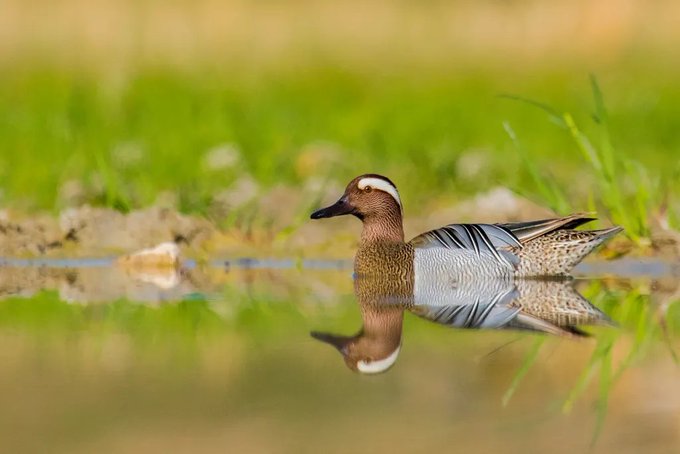 A male garganey duck, distinguished by its striking white crescent on the face and intricately patterned plumage, floats gracefully on a still pond with a vivid mirror-like reflection beneath it, echoing the "Nature's Mirror" theme. The lush green background and serene water beautifully capture the tranquility and reflective quality highlighted in the caption.