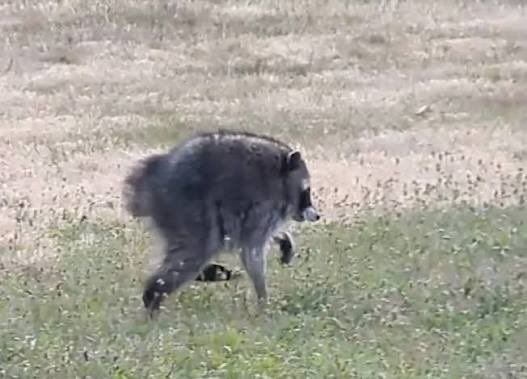 A blurry photograph of a dark-colored, furry animal, possibly a raccoon dog or a large feral cat, walking away through a patch of dry, sparse grass.