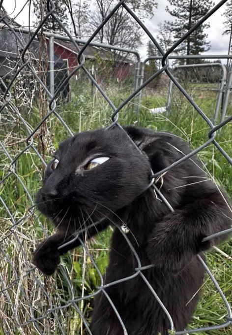 A black cat with striking eyes hanging onto a chain-link fence in a grassy area with a red building in the background.
