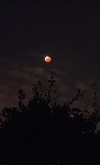 A red, eclipsed blood moon hangs in the night sky above the dark silhouettes of treetops.