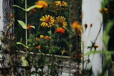 A close-up nature photograph of yellow and orange daisy-like flowers reflected in an old weathered window pane, surrounded by wild grasses.
