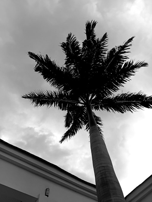 A black and white photograph looking up at a tall palm tree against a cloudy sky, with the corner of a building visible at the bottom.