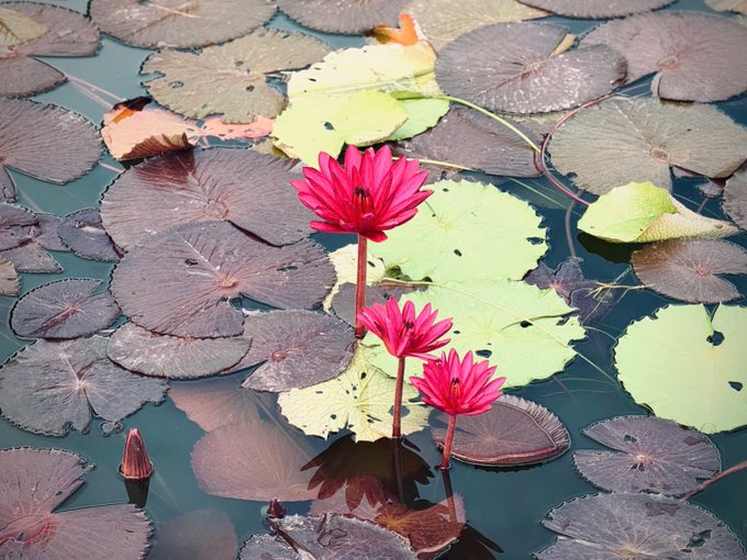 Three vibrant pink water lilies bloom above a pond covered with green and dark lily pads.