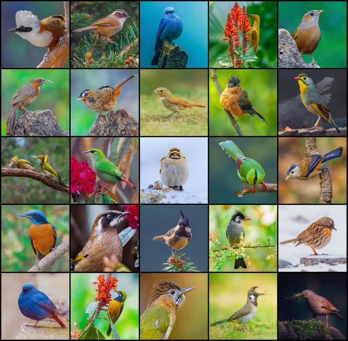 A 5x5 grid collage featuring 25 different photographs of various colorful bird species in different natural settings.