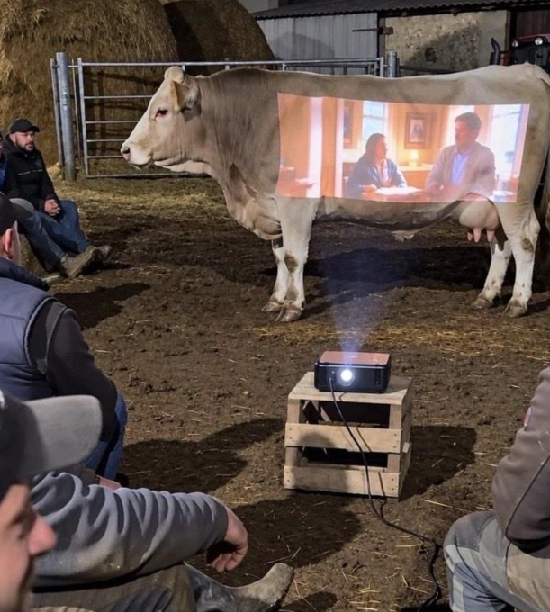People sit in a barn watching a movie projected onto the side of a cow, with the projector placed on a wooden crate on the ground.
