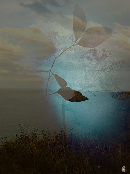 An artistic double exposure photo blending a delicate plant branch and dill umbels with a moody cloudy sky over a body of water.