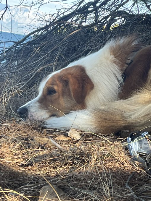 A brown and white dog rests peacefully on a bed of dry grass and twigs under brush.