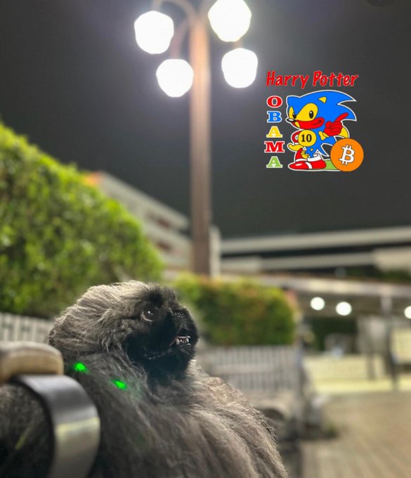 A fluffy dark dog looks up near a streetlamp, while a graphic overlay shows Sonic the Hedgehog with the text 'Harry Potter OBAMA' and a Bitcoin symbol.