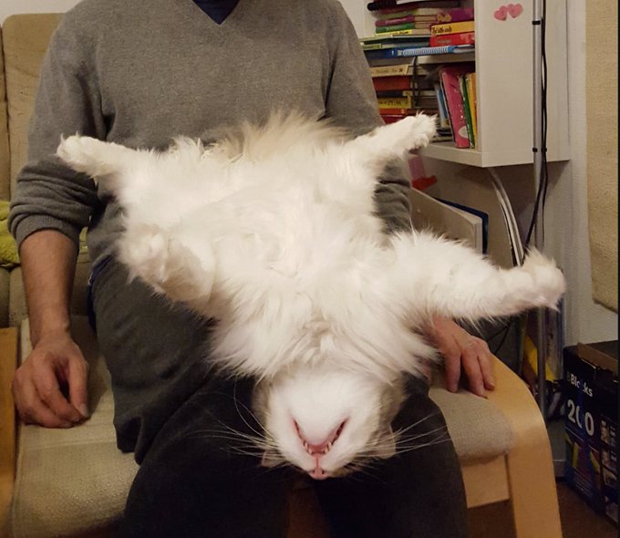 A fluffy white cat lying belly-up on the lap of a person wearing a gray sweater, with bookshelves visible in the background.