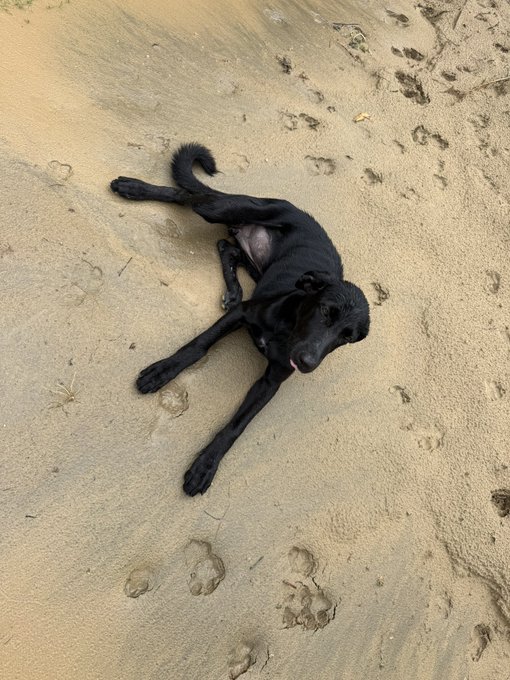 A black dog with a white chest patch lies contentedly on its back in sandy ground covered with paw prints, appearing relaxed and playful.