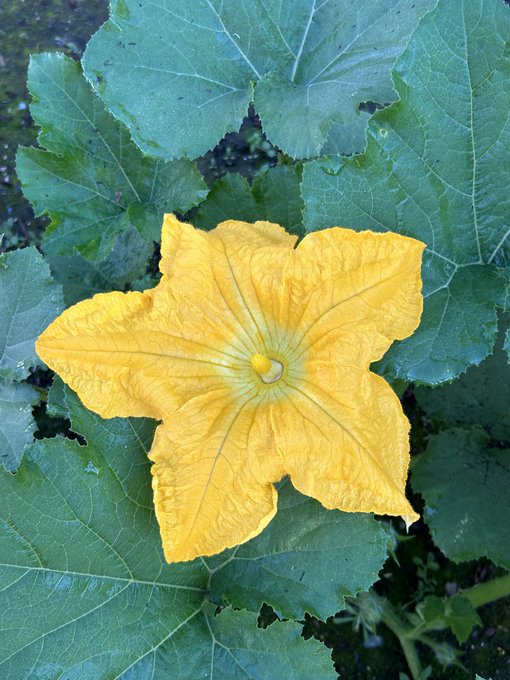 A bright yellow pumpkin or squash blossom resting among large green leaves.