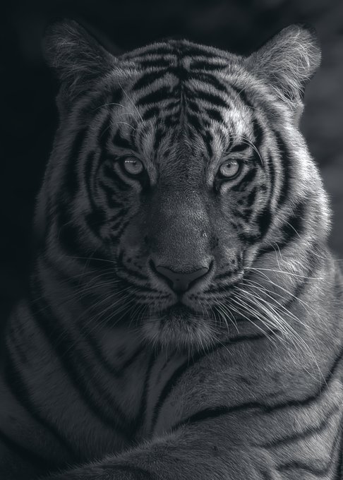 A dramatic black and white close-up portrait of a tiger, showcasing the intricate details of its facial features, whiskers, and fur pattern.