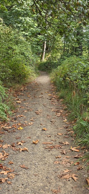 A serene forest path covered with fallen brown leaves winds through lush green vegetation, leading deeper into the woods.