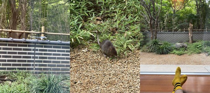 The image shows a small animal, possibly a rat, in a garden surrounded by bamboo and a brick wall. It appears to relate metaphorically to the worn-out socks, perhaps symbolizing something being discarded or deteriorating, similar to how the user tossed their damaged OKX socks.