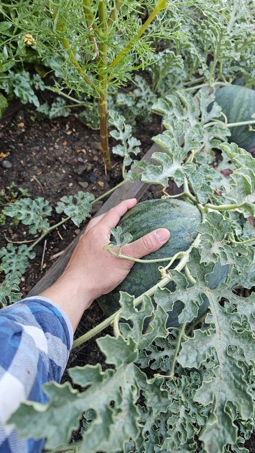 A hand rests on a green watermelon growing among vines in a garden bed.