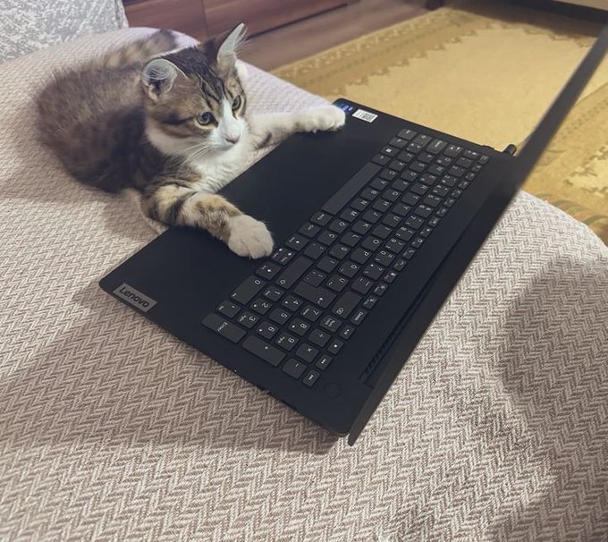 A tabby and white kitten lies on a textured couch with its paws resting on a black Lenovo laptop keyboard.