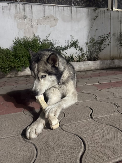 A husky puppy lies on a tiled patio chewing on a light-colored bone or chew toy, with a weathered white wall and green plants in the background.