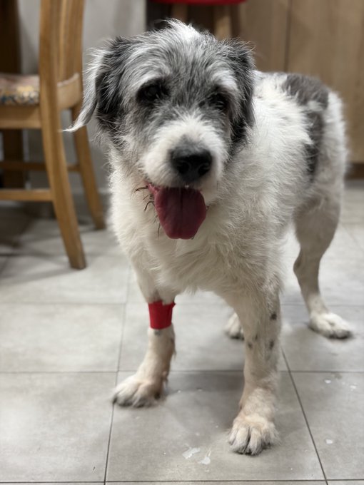A scruffy black and white dog standing on a tiled floor indoors with its tongue out and a red bandage wrapped around its front leg.