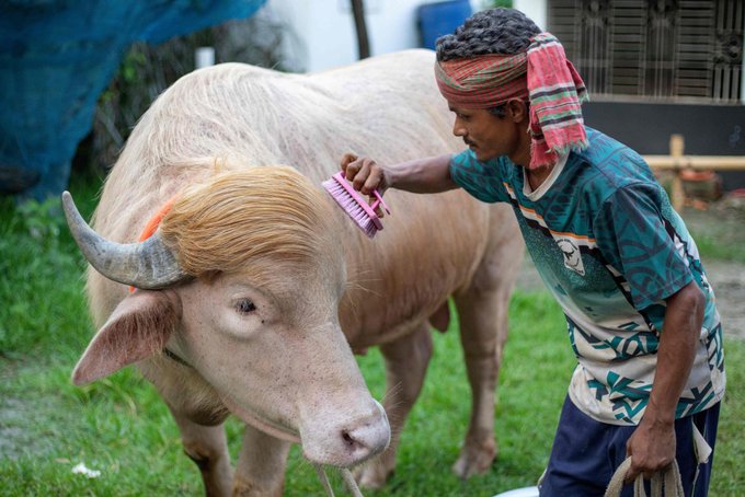 The image shows a man brushing his white buffalo's hair with a pink brush, while another person stands nearby wearing a red headband. The scene takes place outdoors, possibly in an open field or a barnyard setting. The photo also contains text that reads "Trump said one word: “Bull.” Bitcoin heard: #Bull #MEXC #BTC #Crypto".
